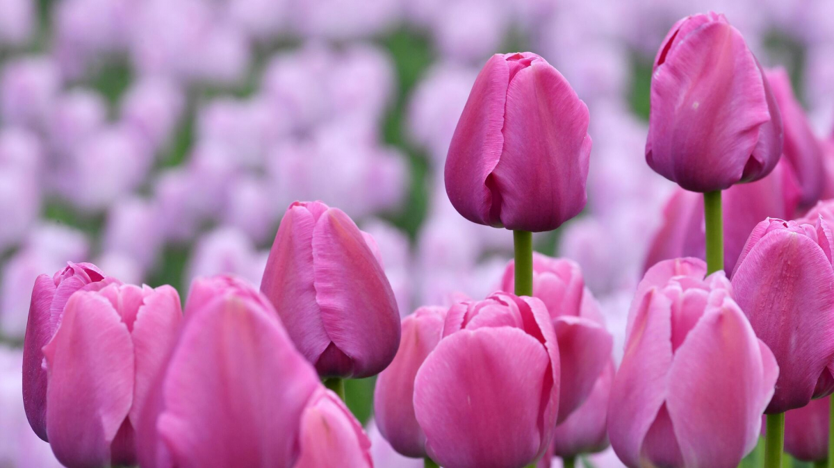 Астанада мерекеге орай әлеуметтік төлемдер беріледі