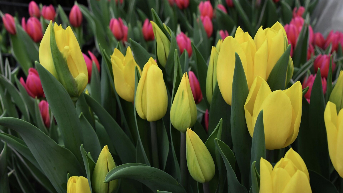 Халықаралық әйелдер күні қалай пайда болды