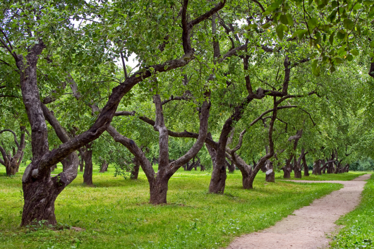 Зеленые насаждения в ВКО будут защищать «по-новому»
